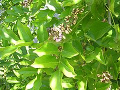 Pongamia pinnata, a flowering shoot
