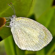 黄粉蝶 Eurema daira