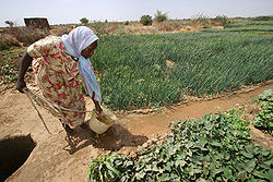 Farmer irrigating crops in North Darfur