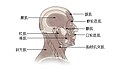 頭部和頸部的肌肉示意圖