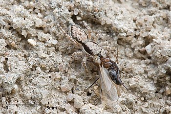 Jumping spider with prey