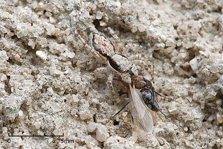 Jumping spider with prey, by Muhammad Mahdi Karim