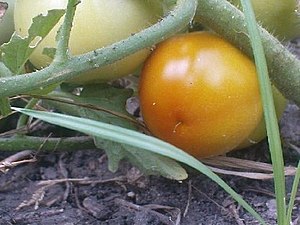 K.Pudur Village Tomato Plant