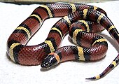 The harmless Mexican milk snake, Lampropeltis triangulum annulata (the Batesian mimic)