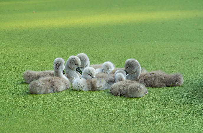 图为于美国纽约布鲁克林区展望公园内一片被浮萍覆盖的池塘上，聚在一起的幼年疣鼻天鹅（Cygnus olor）。疣鼻天鹅因其叫声比其他天鹅小而得名，而它们的毛色会于长大后由灰色变为白色。它们于长大后成为世界上其中一种最重的飞鸟。