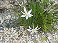 Narcissus poeticus