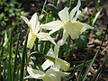 Narcissus triandrus cultivar