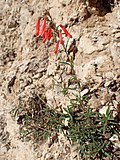 Flowers of Penstemon barbatus