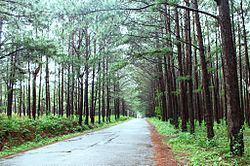 Châu Sơn – Đơn Dương pine forest.