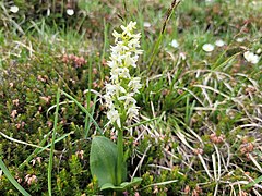 Platanthera bifolia