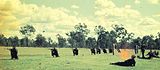 Cadets during field training c. 1965