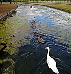 Swans on William III's curving extension of the Hampton Court "Long Canal"