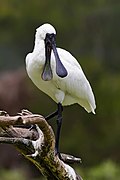 Royal Spoonbill mouth open