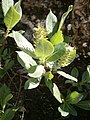 Salix helvetica