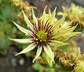 Sempervivum grandiflorum