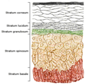 Section of epidermis