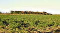 Crop of sugarcane for El Viejo Mill