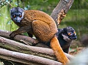 Brown and gray lemur