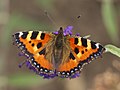 Small Tortoiseshell