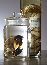 #30 (25/11?/1873) Extant remains of the Logy Bay specimen (preserved in 70% alcohol) as they appeared in 2015, at Yale's Peabody Museum of Natural History.