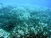 A few grey fish swim over grey coral with white spikes