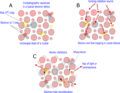 Electron trapping caused by radiation