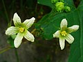 Male flower