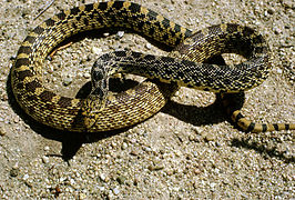 Gopher snake