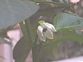 Capsicum annuum flower