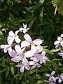 Cardamine bulbifera inflorescence