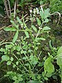 Cardamine flexuosa