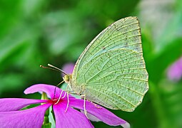 梨花遷粉蝶 Catopsilia pyranthe