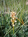 Dactylorhiza viridis