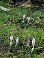 Colchicum hungaricum clump