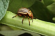Colorado potato beetle Leptinotarsa decemlineata