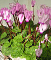 cultivated cyclamens