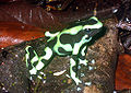 Green and black poison frog (Dendrobates auratus}