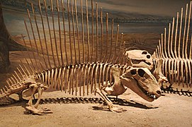 异齿龙化石
