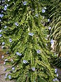 Echium pininana flowers