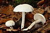 White mushroom on a stick connected by slime to a finger