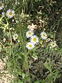 Erigeron annuus