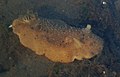 Peltodoris nobilis