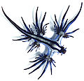 Image 18Glaucus atlanticus is a species of small, blue sea slug. This pelagic aeolid nudibranch floats upside down, using the surface tension of the water to stay up, and is carried along by the winds and ocean currents. The blue side of their body faces upwards, blending in with the blue of the water, while the grey side faces downwards, blending in with the silvery surface of the sea. G. atlanticus feeds on other pelagic creatures, including the Portuguese man o' war.