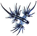 Image 11Glaucus atlanticus is a species of small, blue sea slug. This pelagic aeolid nudibranch floats upside down, using the surface tension of the water to stay up, and is carried along by the winds and ocean currents. The blue side of their body faces upwards, blending in with the blue of the water, while the grey side faces downwards, blending in with the silvery surface of the sea. G. atlanticus feeds on other pelagic creatures, including the Portuguese man o' war.