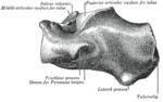 Left calcaneus, lateral surface