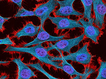 Multiphoton fluorescence image of HeLa cells stained with the actin binding toxin phalloidin (red), microtubules (cyan) and cell nuclei (blue). Nikon RTS2000MP custom laser scanning microscope.