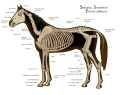 English: Skeletal system of horse