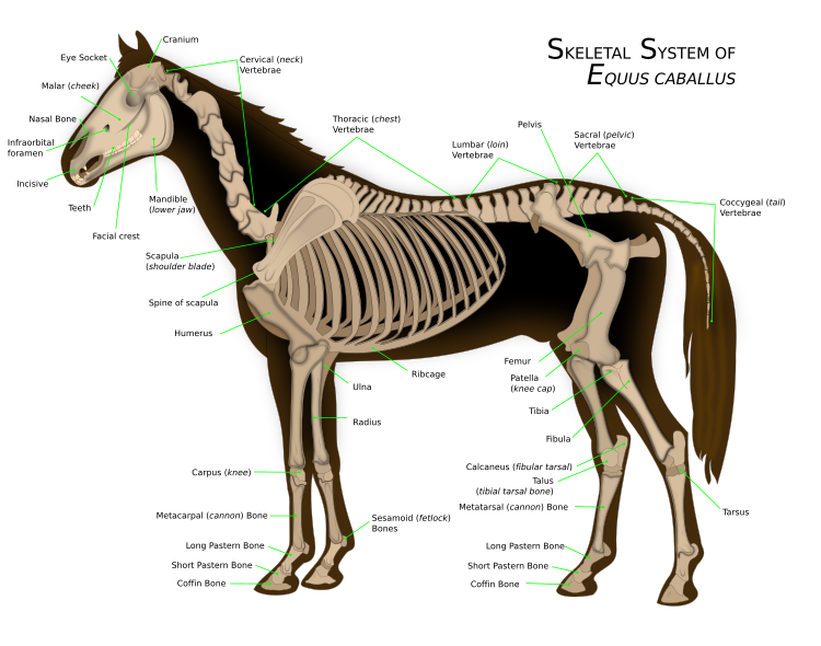 Diagram of a horse's skeletal system