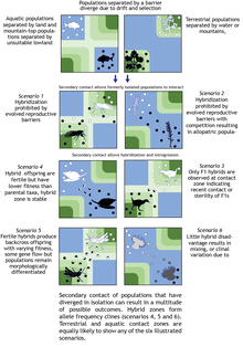 Hybrid zones can form from secondary contact