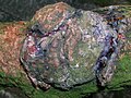 A burl on a European larch (Larix decidua), Ayrshire, Scotland